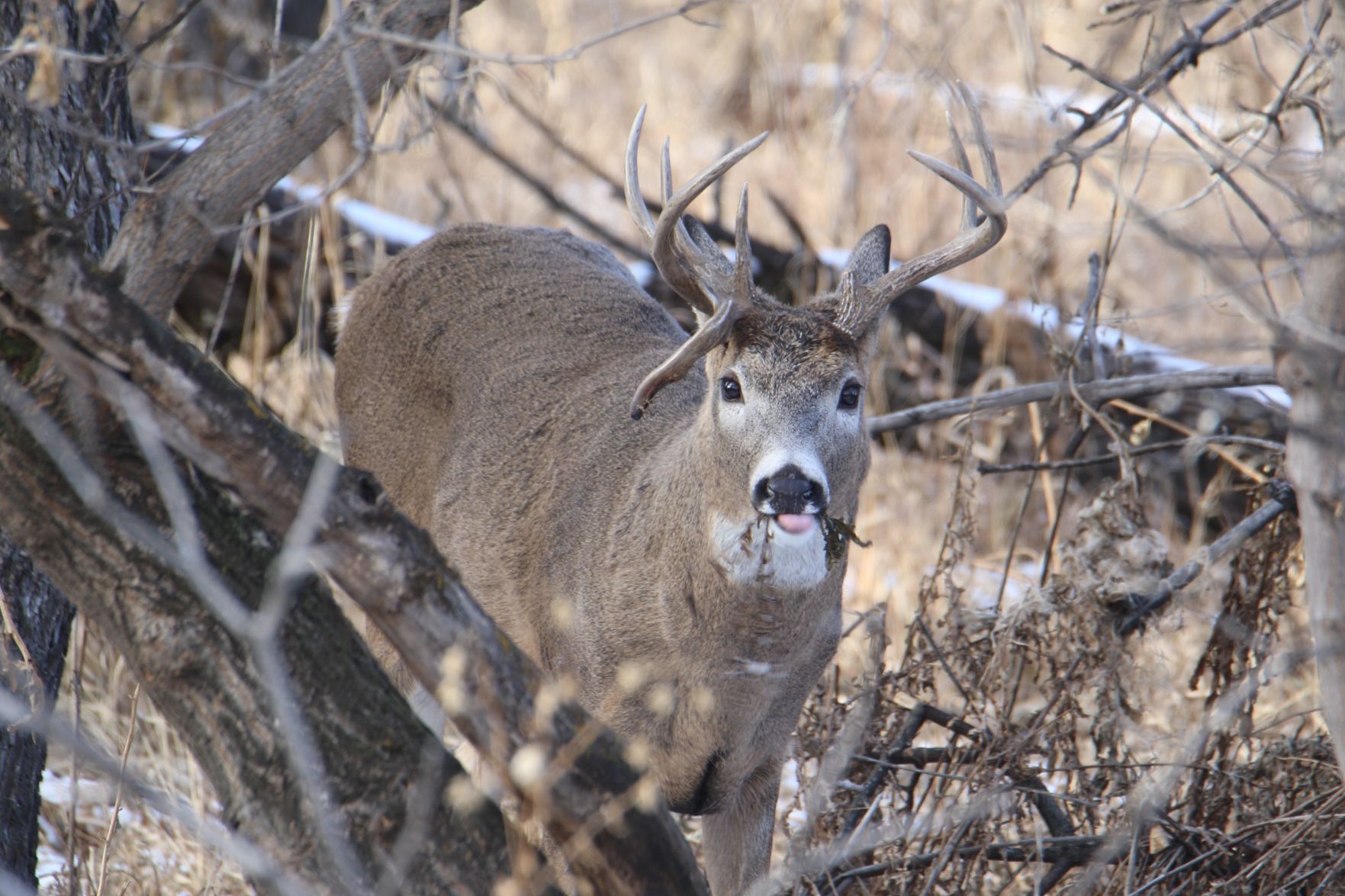 Whitetail